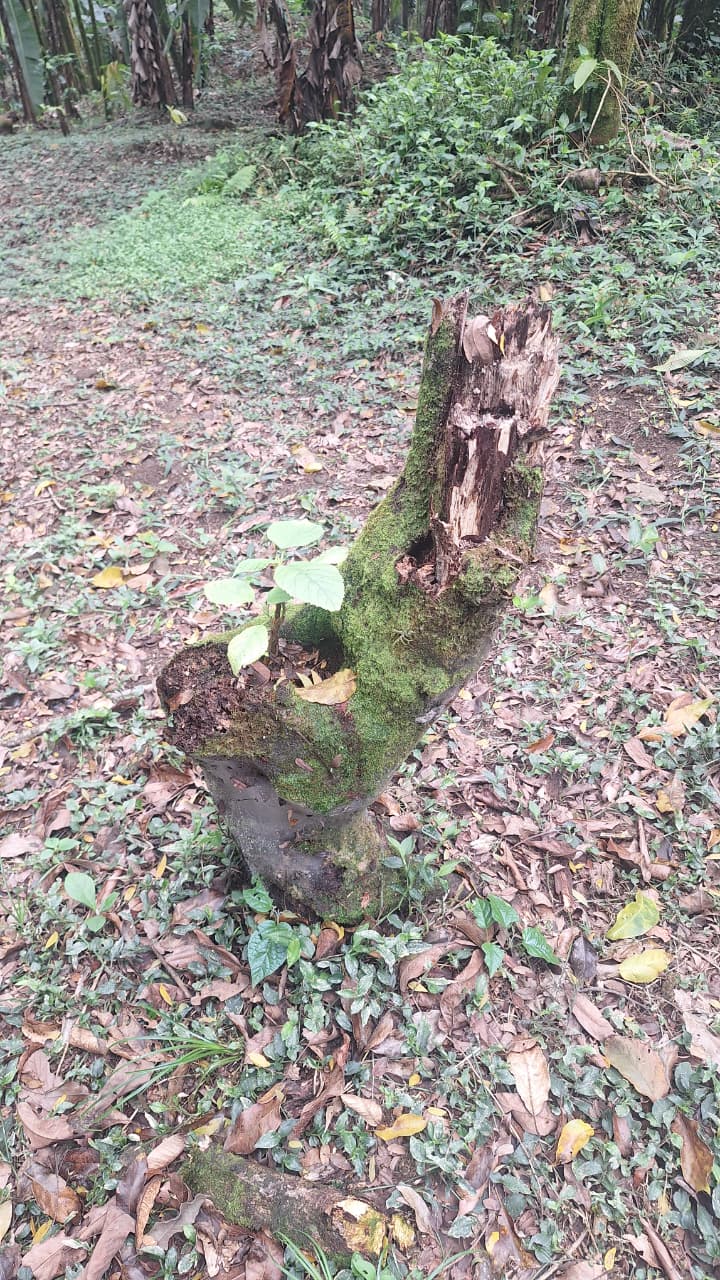Polícia identifica desmatamento em Cachoeiras de Macacu após denúncia cadastrada pelo programa Linha Verde 